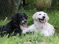 Puppys van Bliss040622-0074